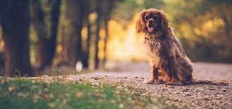 Veterinarian attitude towards euthanasia - 2022 Best Veterinarian attitude towards euthanasia