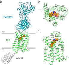 Dopamine targeting drugs