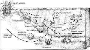 The Estuarine Ecology. 2022 Best The Estuarine Ecology.