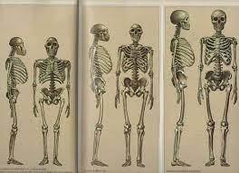 Evolution of Hominin Height.