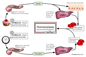Homeostasis and disease