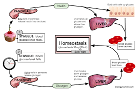 Homeostasis and disease 2022 Best Homeostasis and disease
