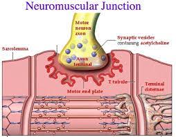 Neuromuscular Junction.