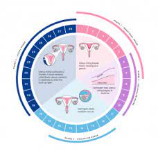 The menstrual cycle.