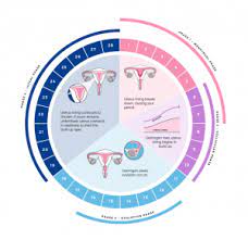 The menstrual cycle. Best 2022 The menstrual cycle.