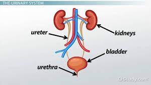 Urinary System Disorders.