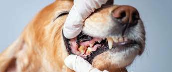 Veterinary Periodontics.