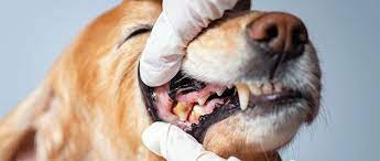 Veterinary Periodontics 2022 Best Veterinary Periodontics.