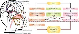 Herpes Simplex Virus Type 1