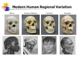 Modern Human Variation.