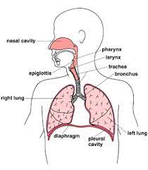 Respiratory Physiology.