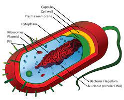 Bacterial cell wall.