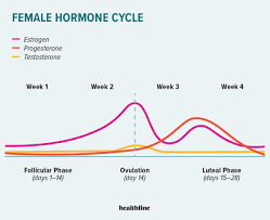 Hormonal changes during menstrual cycle.