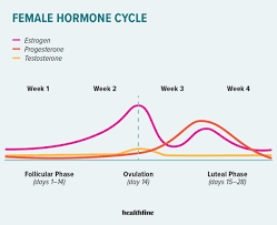 Hormonal changes during menstrual cycle. BIO310 BEST Hormonal changes during menstrual cycle.