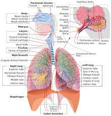 Lower respiratory disorders.