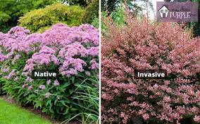 Non-native plant species 2022 Best Non-native plant species