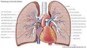 Pulmonary and circulatory systems.